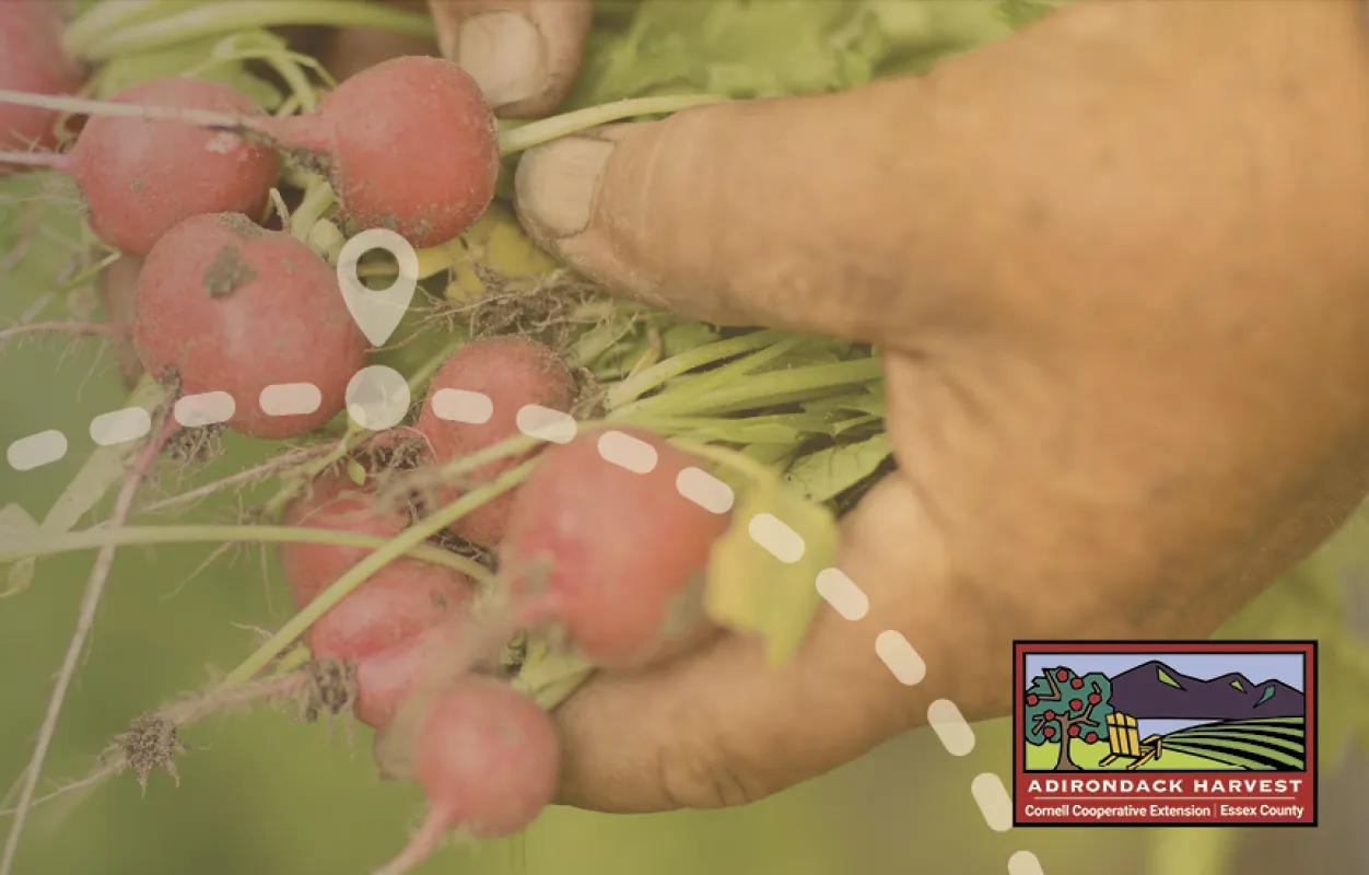 A farmer holds up a cluster of beets from a harvest.